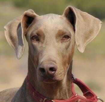 Roscoe -  Doberman Pinscher Dog for Adoption in Tehachapi, California - Roscoe | PetCurious