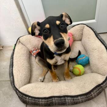 Zulema -  Mixed Breed Dog for Adoption in Pelham, New Hampshire - Zulema | PetCurious