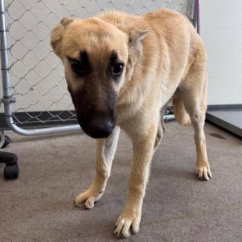Poe -  Mixed Breed Dog for Adoption in Las Cruces, New Mexico - Poe | PetCurious