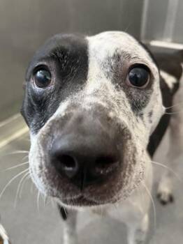 Dollie -  Mixed Breed Dog for Adoption in West Chester, Pennsylvania - Dollie | PetCurious