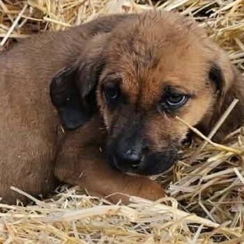 Basset Hound Dogs Available for Adoption - Taylor | PetCurious