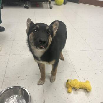 Snoop Dogg -  Mixed Breed Dog for Adoption in Davenport, Iowa - Snoop Dogg | PetCurious