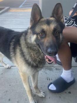 German Shepherd Dog Dogs Available for Adoption in Ontario, California - MAX | PetCurious