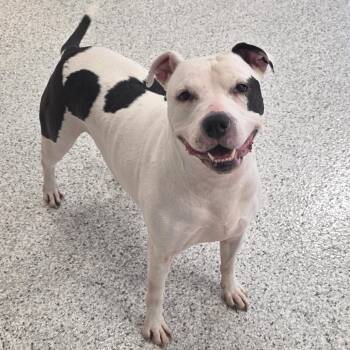Pit Bull Terrier Dogs Available for Adoption in Fort Wayne, Indiana - Lettie | PetCurious
