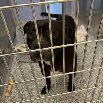 Cane Corso and Pit Bull Terrier Dogs Available for Adoption - Gizmo | PetCurious