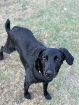 Bayley -  Labrador Retriever and Mixed Breed Dog for Adoption in Morton Grove, Illinois - Bayley | PetCurious