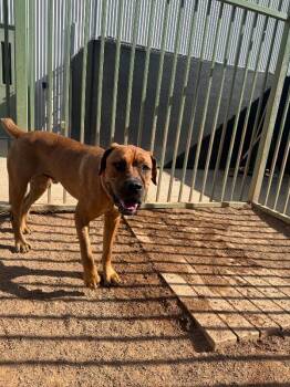 Bandit -  Mixed Breed Dog for Adoption in Hobbs, New Mexico - Bandit | PetCurious