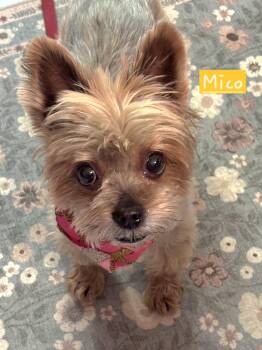 Yorkshire Terrier Dogs Available for Adoption in Yorba Linda, California - MIKO | PetCurious