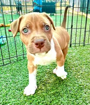 Bluegrass -  American Bulldog and Mixed Breed Dog for Adoption in Cape Coral, Florida - Bluegrass | PetCurious