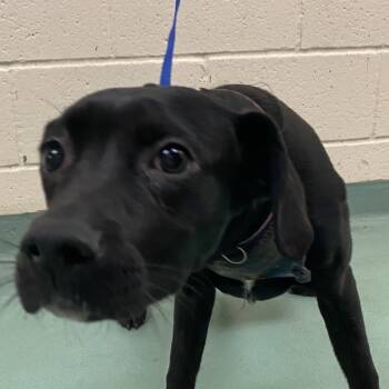 Rescue Mixed Breed Dogs for Adoption in Memphis, Tennessee - Mona | PetCurious