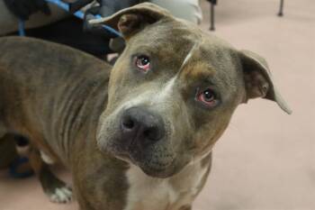 Rescue Mixed Breed Dogs for Adoption in Columbia, South Carolina - HARVEST | PetCurious