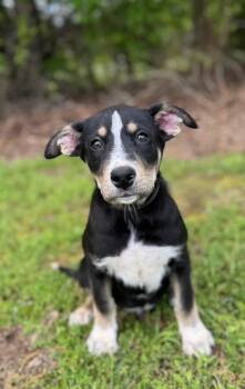Rescue Husky and Mixed Breed Dogs for Adoption in Carthage, Missouri - Shadow | PetCurious