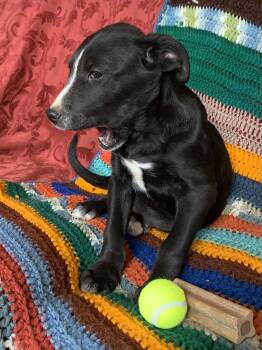 Rescue Terrier and Australian Cattle Dog Blue Heeler Dogs for Adoption in Chinle, Arizona - Benjamin | PetCurious