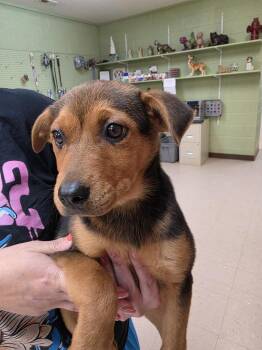 Mowgli -  Australian Cattle Dog Blue Heeler Dog Available for Adoption in Burnsville, North Carolina - Mowgli | PetCurious
