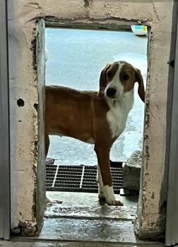 Rescue Beagle and Mixed Breed Dogs for Adoption in Morton Grove, Illinois - Elo | PetCurious