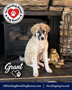 Grant -  Anatolian Shepherd Dog for Adoption in Joliet, Illinois - Grant | PetCurious