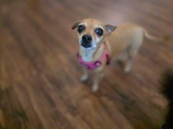Allie -  Chihuahua and Chiweenie Dog for Adoption in Brooksville, Florida - Allie | PetCurious