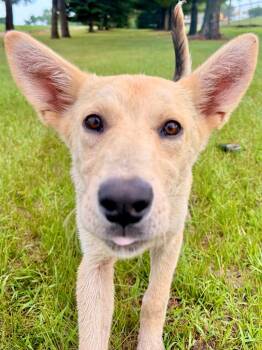 Mae -  Shepherd and Mixed Breed Dog for Adoption in Saint James, Minnesota - Mae | PetCurious