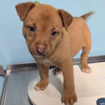 Ember -  Mixed Breed Dog for Adoption in Jefferson City, Tennessee - Ember | PetCurious