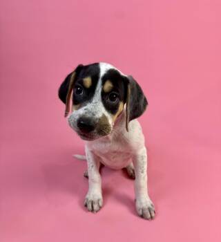 Madeline Wuntch -  Chihuahua and Beagle Dog for Adoption in Alvin, Texas - Madeline Wuntch | PetCurious