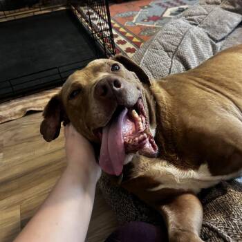 Pit Bull Terrier Dogs Available for Adoption - Trooper | PetCurious