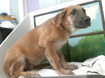 PHOENIX -  German Shepherd Dog and Mixed Breed Dog for Adoption in Houston, Texas - PHOENIX | PetCurious