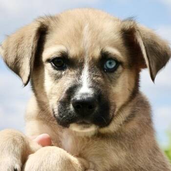 Husky Dogs Available for Adoption in Frederick, Maryland - Vail-Available! Www.LHAR.dog To Apply! | PetCurious
