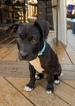 Skeeter -  Black Labrador Retriever Dog for Adoption in Harlingen, Texas - Skeeter | PetCurious