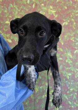 Zinnia -  Labrador Retriever and Mixed Breed Dog for Adoption in San Antonio, Texas - Zinnia | PetCurious