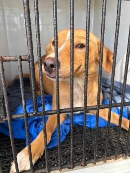 Lady Bug -  Mixed Breed Dog for Adoption in Mobile, Alabama - Lady Bug | PetCurious
