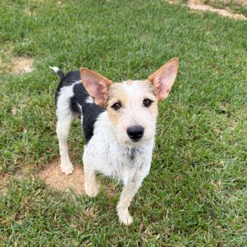Carnitas -  Wirehaired Terrier Dog for Adoption in Carencro, Louisiana - Carnitas | PetCurious