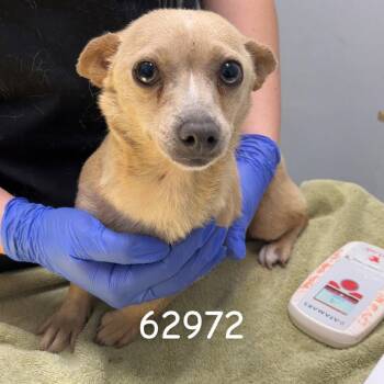 Dachshund Dogs Available for Adoption in Chico, California - LUNARA | PetCurious