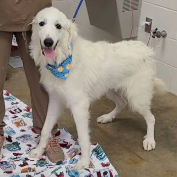 Cleo -  Great Pyrenees Dog for Adoption in Woolwich, Maine - Cleo | PetCurious