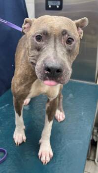 Rescue American Bulldog and Mixed Breed Dogs for Adoption in Mobile, Alabama - FLOWER | PetCurious