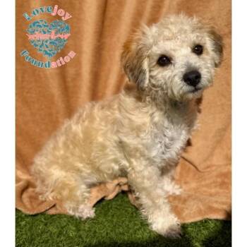 Sonny -  Maltipoo and Schnoodle Dog for Adoption in Inglewood, California - Sonny | PetCurious