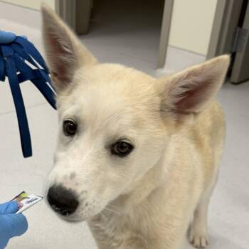 Siberian Husky and Yellow Labrador Retriever Dogs Available for Adoption in Scottsdale, Arizona - Hughie | PetCurious