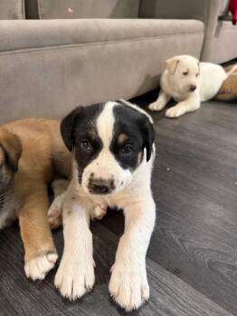 Bernese Mountain Dog and Labrador Retriever Dogs Available for Adoption - Wilbur | PetCurious