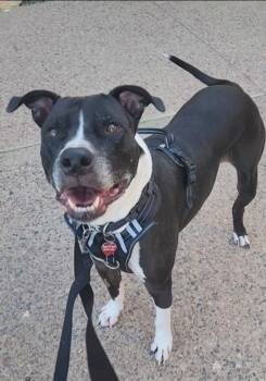 Rescue Pit Bull Terrier Dogs for Adoption in Phoenix, Arizona - MEATBALL | PetCurious