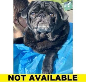 Mr. Pickles -  Pug and Mixed Breed Dog for Adoption in Eugene, Oregon - Mr. Pickles | PetCurious