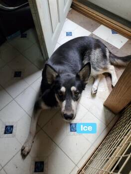 Rescue Husky and German Shepherd Dog Dogs for Adoption in Shiloh, Illinois - Ice | PetCurious