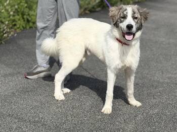 BADGER -  Great Pyrenees and Anatolian Shepherd Dog for Adoption in Canfield, Ohio - BADGER | PetCurious