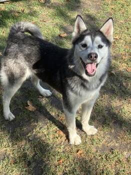 KIRA -  Siberian Husky Dog for Adoption in Riverside, California - KIRA | PetCurious