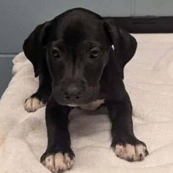 Neptune -  Labrador Retriever and Mixed Breed Dog for Adoption in Kansas City, Missouri - Neptune | PetCurious