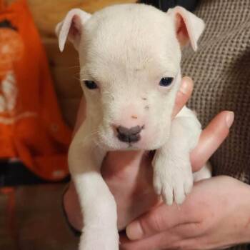 Pit Bull Terrier Dogs Available for Adoption in Northville, Michigan - Cadbury | PetCurious
