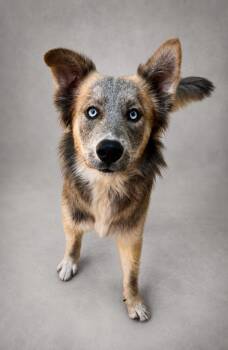 Smokey -  Australian Shepherd Dog for Adoption in Navarre, Florida - Smokey | PetCurious