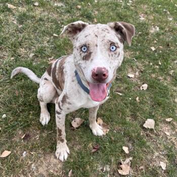 Rescue Catahoula Leopard Dog Dogs for Adoption in Kansas City, Kansas - Hubert | PetCurious