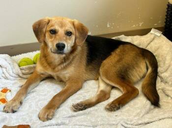 Beagle and Labrador Retriever Dogs Available for Adoption in Watertown, Connecticut - Abbie | PetCurious