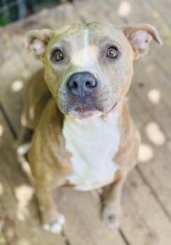Pumpkin -  American Bulldog Dog for Adoption in Rogers, Arkansas - Pumpkin | PetCurious