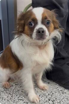 Pug -  Cavalier King Charles Spaniel Dog for Adoption in Columbia, Tennessee - Pug | PetCurious