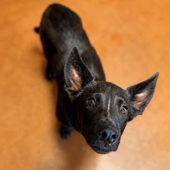Buckey -  Australian Cattle Dog Blue Heeler and Shepherd Dog for Adoption in Otisfield, Maine - Buckey | PetCurious